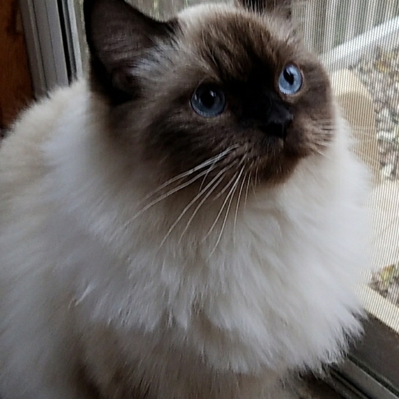 Meet your Posher, Bobbi - Picture 1 of 6